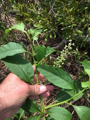 Phytolacca americana rigida