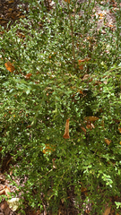 Ligustrum quihoui