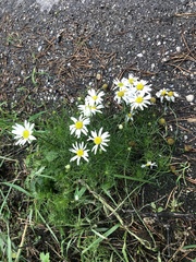 Tripleurospermum inodorum