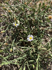 Symphyotrichum divaricatum