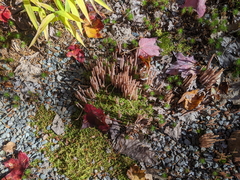 Alloclavaria purpurea