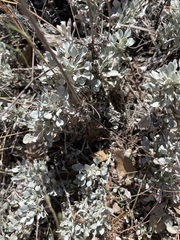 Eriogonum tenellum