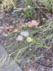 Chloracantha spinosa