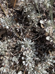 Eriogonum tenellum
