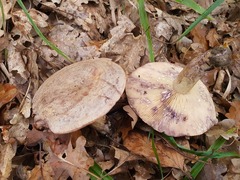 Lactarius violascens
