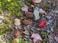 Alloclavaria purpurea