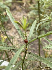 Cycloneda sanguinea