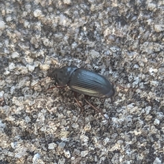 Harpalus pensylvanicus