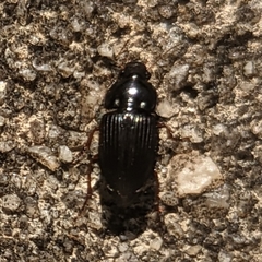 Harpalus pensylvanicus