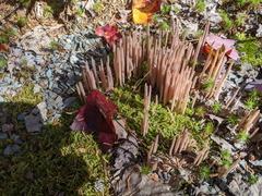 Alloclavaria purpurea