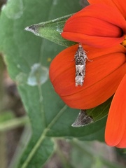 Crocidosema plebejana