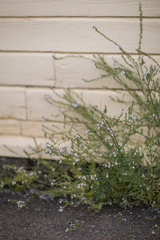 Linaria repens