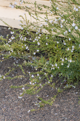 Linaria repens