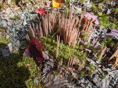 Alloclavaria purpurea