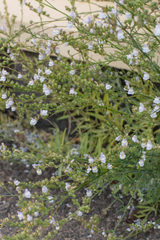 Linaria repens
