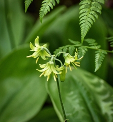 Clintonia borealis