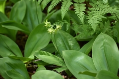 Clintonia borealis