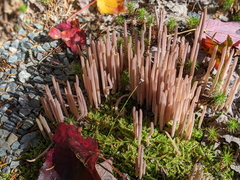 Alloclavaria purpurea