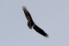 Cathartes burrovianus