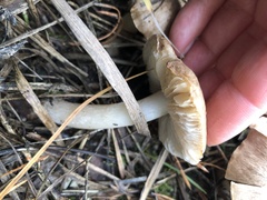 Fungi