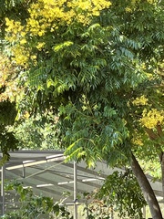 Koelreuteria paniculata