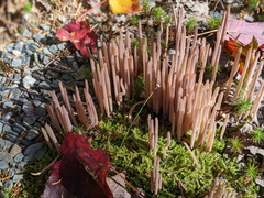 Alloclavaria purpurea