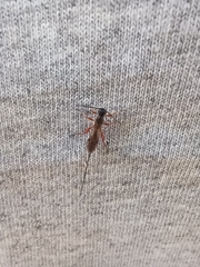 Xoridinae