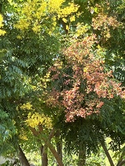 Koelreuteria paniculata