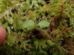 Neottia cordata