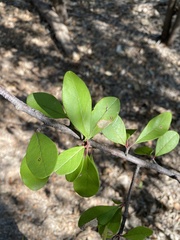Forestiera pubescens