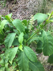 Phytolacca americana rigida