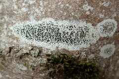Lecidella elaeochroma
