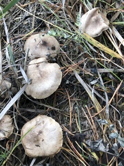 Fungi