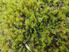 Racomitrium fasciculare