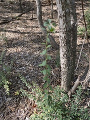 Ligustrum quihoui