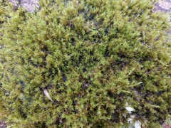 Racomitrium fasciculare