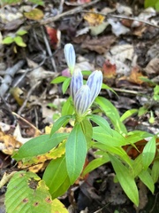 Gentiana decora