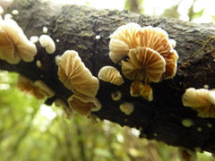 Crepidotus variabilis