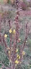 Verbascum