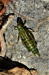 Miramella carinthiaca