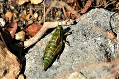 Miramella carinthiaca