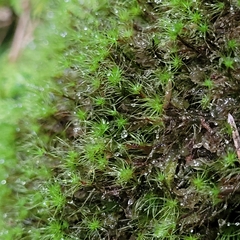 Dicranodontium denudatum