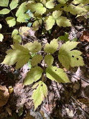Actaea racemosa