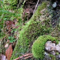 Dicranodontium denudatum
