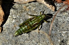 Miramella carinthiaca