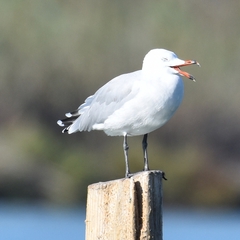 Ichthyaetus audouinii
