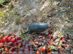 Cabassous unicinctus