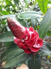 Costus spiralis