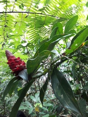 Costus spiralis
