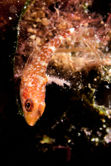 Tripterygion delaisi